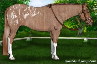 Horse Color:Palomino Appaloosa and Red Roan