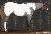 Horse Color:Liver Red Roan Snowcap 