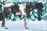 Horse Color:White Spotted Black Splash Tobiano Frame Appaloosa