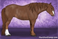 Horse Color:Chestnut Rabicano 