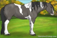 Horse Color:Grullo Splash Tobiano 