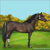 Horse Color:White Spotted Bay 