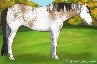 Horse Color:White Spotted Bay Dun