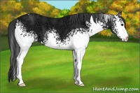 Horse Color:White Spotted Black Ice