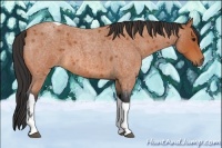 Horse Color:Bay Roan Tobiano