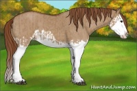 Horse Color:Red Dun Splash  and Red Dun Splash 