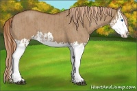 Horse Color:Red Dun Splash and Red Dun Splash
