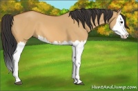 Horse Color:Bay Dun Splash 