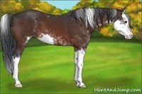 Horse Color:Bay Sabino Splash 