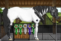 Horse Color:Black Near Fewspot 