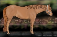 Horse Color:Chestnut Sabino