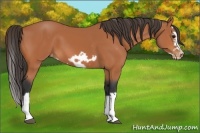 Horse Color:Bay Splash Frame Varnish 
