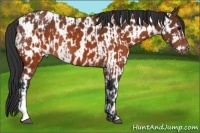 Horse Color:Brown Appaloosa  and Brown Appaloosa 