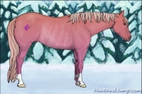 Horse Color:Palomino Dun Rabicano