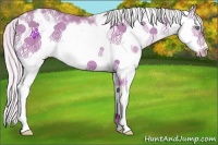 Horse Color:Silver Amber Cream Champagne Dun Sabino Frame Rabicano 