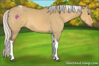 Horse Color:Silver Buckskin Dun Tobiano 