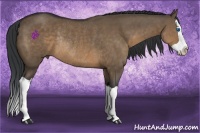 Horse Color:Brown Dun Splash Rabicano 