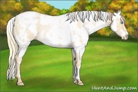 Horse Color:Buckskin Roan Pearl  and Buckskin Roan Pearl Varnish 