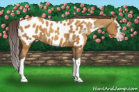 Horse Color:Gray Amber Cream Champagne Splash Appaloosa