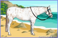 Horse Color:Amber Champagne Near Leopard and Sable Champagne Near Leopard