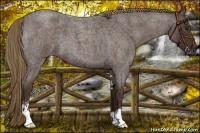 Horse Color:Liver Red Roan Sabino