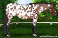 Horse Color:Bay Roan Near Leopard 