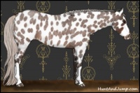 Horse Color:Silver Brown Roan Appaloosa