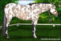 Horse Color:Bay Roan Dun Leopard 