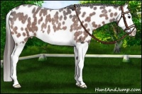 Horse Color:Bay Roan Splash Appaloosa 