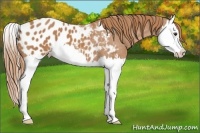 Horse Color:Chestnut Splash Appaloosa 