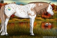 Horse Color:Chestnut Splash Appaloosa 