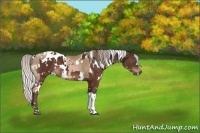 Horse Color:White Spotted Liver Chestnut Pearl  and White Spotted Silver Brown 