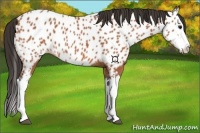Horse Color:Bay Splash Appaloosa 