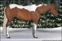 Horse Color:Silver Bay Tobiano 