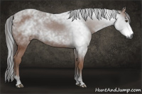 Horse Color:Gray Bay 