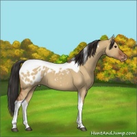 Horse Color:Brown Dun Tobiano Appaloosa 