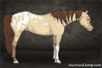 Horse Color:Amber Champagne Dun Appaloosa 
