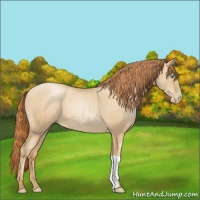 Horse Color:Sable Champagne Roan Pearl 