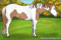 Horse Color:Chestnut Splash Tobiano