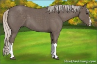 Horse Color:Silver Blue Roan Splash 