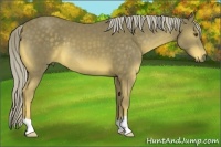 Horse Color:Chocolate Palomino 