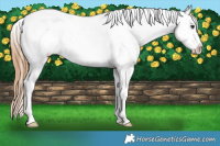 Horse Color:Chestnut Tobiano Blanket