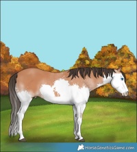 Horse Color:Bay Splash 