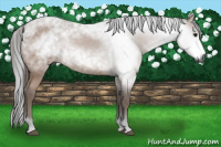 Horse Color:Gray Bay 