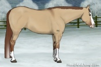 Horse Color:Red Dun Splash 