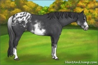 Horse Color:White Spotted Blue Roan Splash Frame Appaloosa 