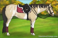 Horse Color:White Spotted Buckskin Dun 
