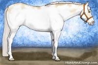 Horse Color:White Spotted Silver Classic Champagne Dun Splash Frame