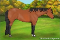 Horse Color:Bay 