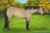 Horse Color:Bay Dun